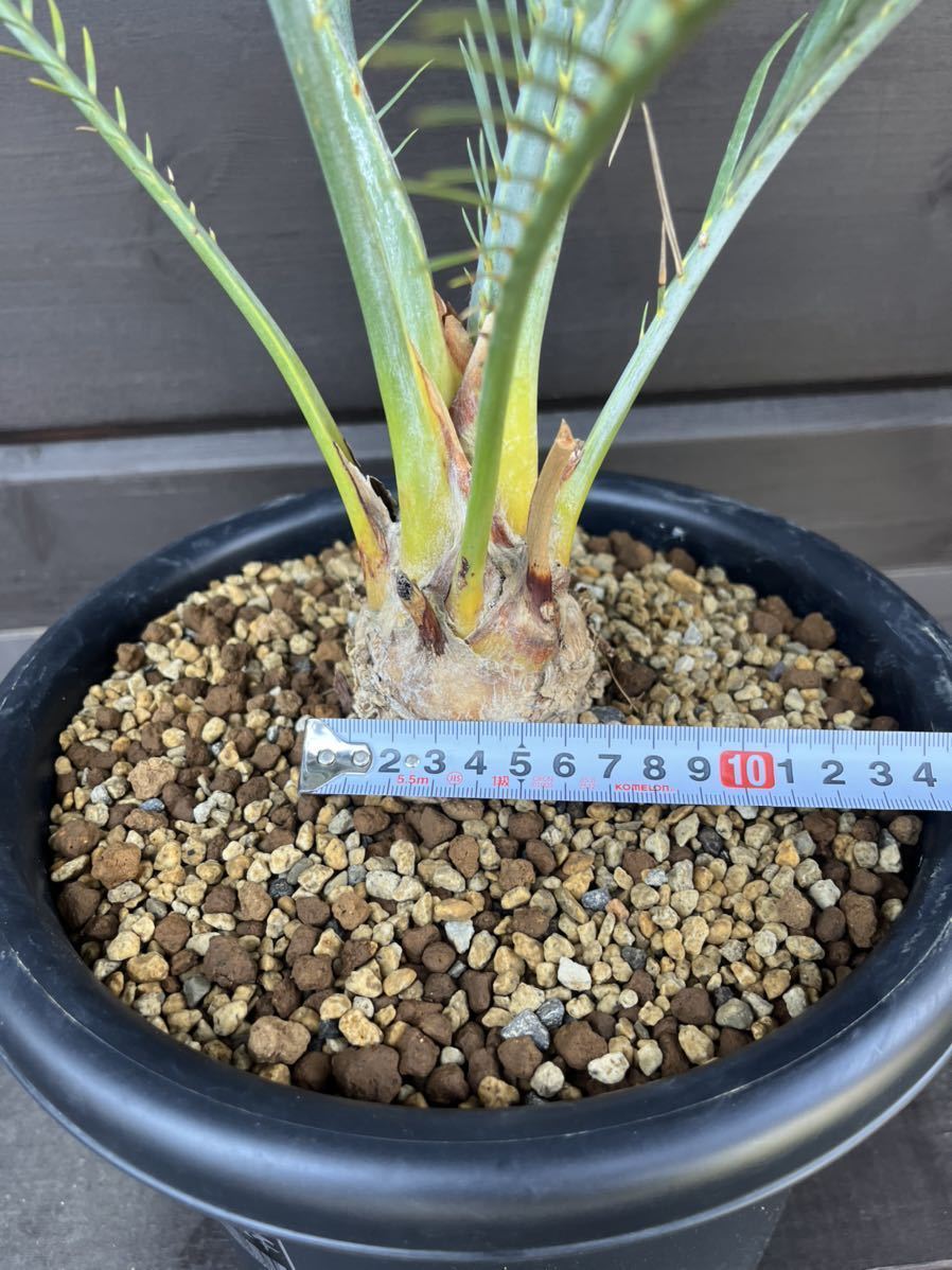 Macrozamia macdonnellii マクロザミア マクドンネリー Macrozamia macdonnellii マクロザミア マクドンネリー