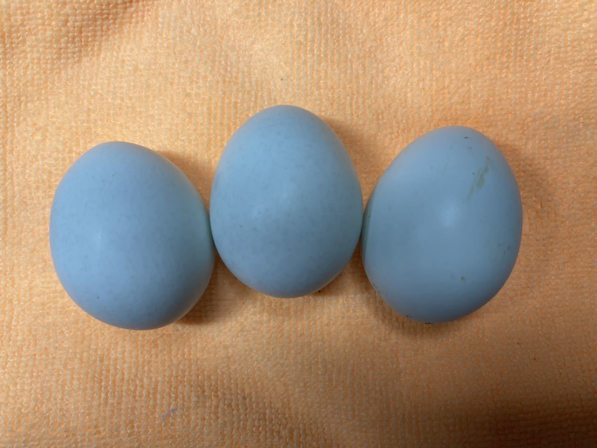翡翠鶏　有精卵６個　ヒスイドリ　ヒスイ　種卵　受精卵　孵化用　有精卵　卵_画像5