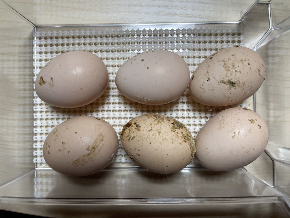 完全純粋烏骨鶏　有精卵６個　おおいた烏骨鶏　純粋　多産系　烏骨鶏　種卵　受精卵　孵化用　卵_画像9