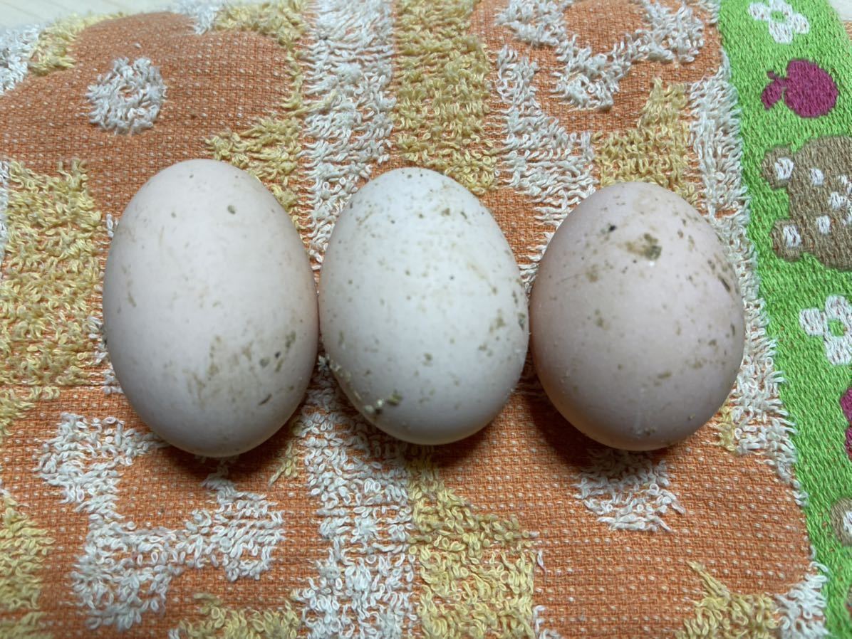 純粋烏骨鶏　有精卵４個　東京烏骨鶏　多産系　純粋　種卵　受精卵　孵化用　卵_画像10