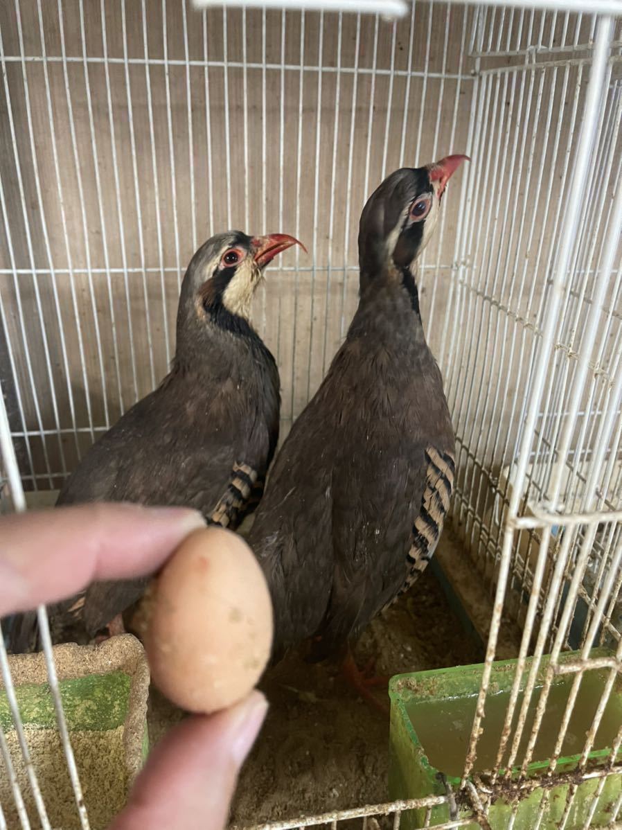 イワシャコ　有精卵４個　種卵　受精卵　孵化用　有精卵　卵_画像1