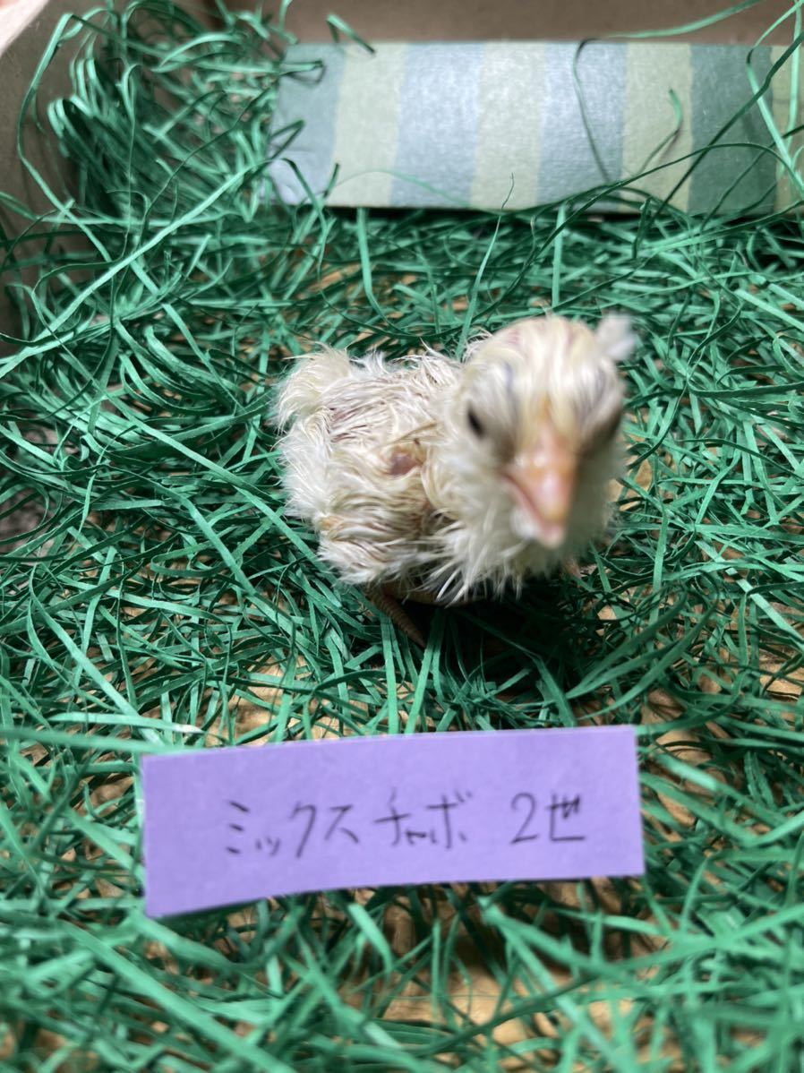 チャボ　有精卵４個　ミックス　いろいろ　翁、逆毛、白、赤笹、猩猩　矮鶏　種卵　種卵　受精卵　孵化用　卵_画像3