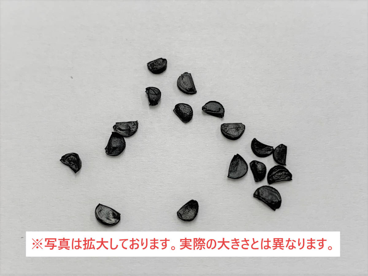 【送料無料】種子 10粒 アガベ チタノタ ブルー Agave titanota ‘Blue’ No.1_画像3