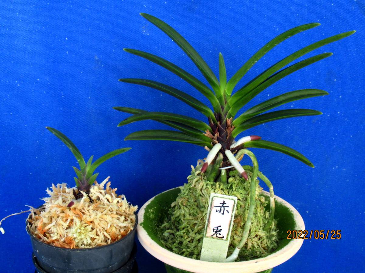 RJ;富貴蘭、長生蘭【富貴蘭=赤 兎;当店開花株からの子】 ※ RJ;富貴蘭、長生蘭【富貴蘭=赤 兎;当店開花株からの子】 ※
