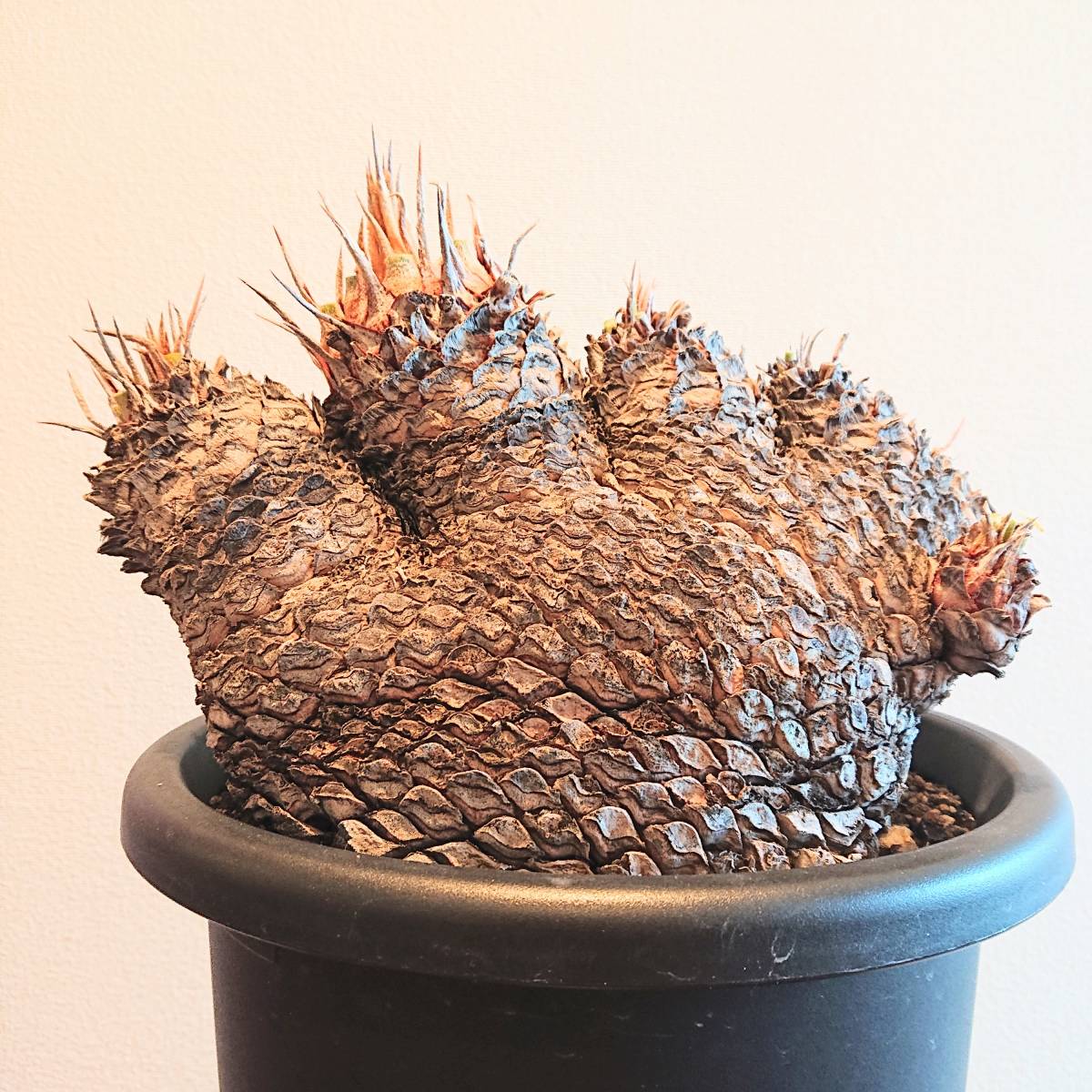獅子ソテツ 多頭系 獅子ソテツ 多頭系