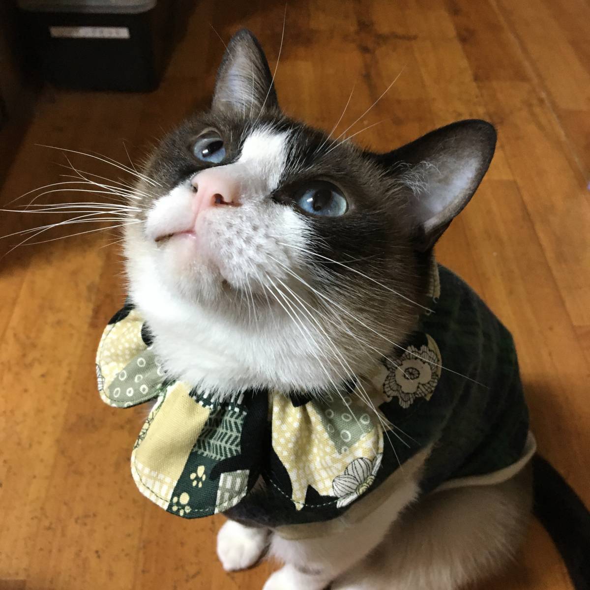 76 以上節約 猫用ザビエルカラー F 1 鈴入りタイプ Xavier Collar With Bell For Cat Lacistitis Es 76 以上節約 猫用ザビエルカラー F 1 鈴入りタイプ Xavier Collar With Bell For Cat Lacistitis Es