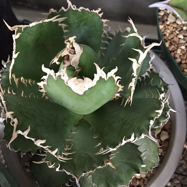 Agave titanota Filigree カリフォルニア株 特選 PUP アガベ チタノタ