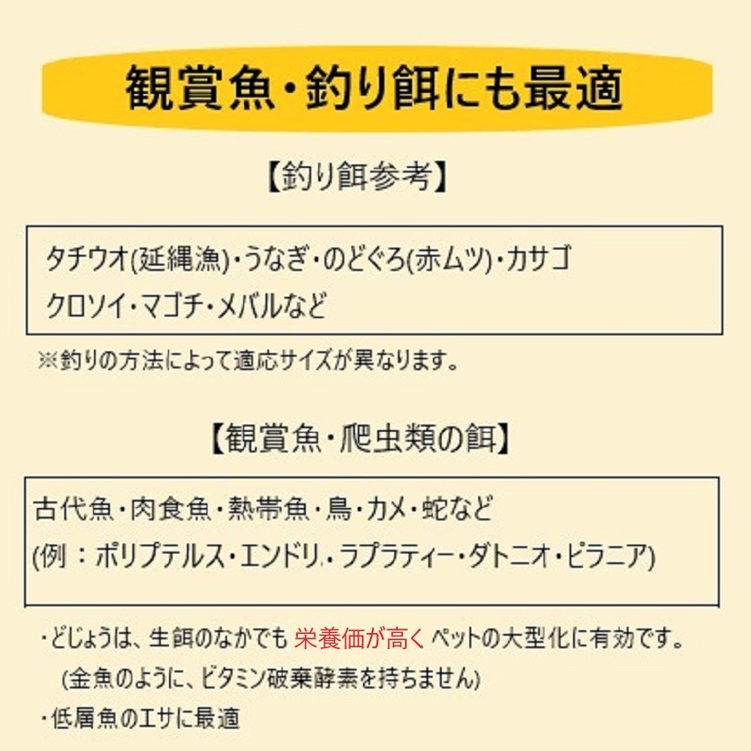 活どじょう小小2kg(約７cm・平均1100匹)食用◎・活き餌・釣り餌・生餌・熱帯魚・古代魚のエサにドジョウ☆えさ アロワナ ポリプ エンドリ_画像6