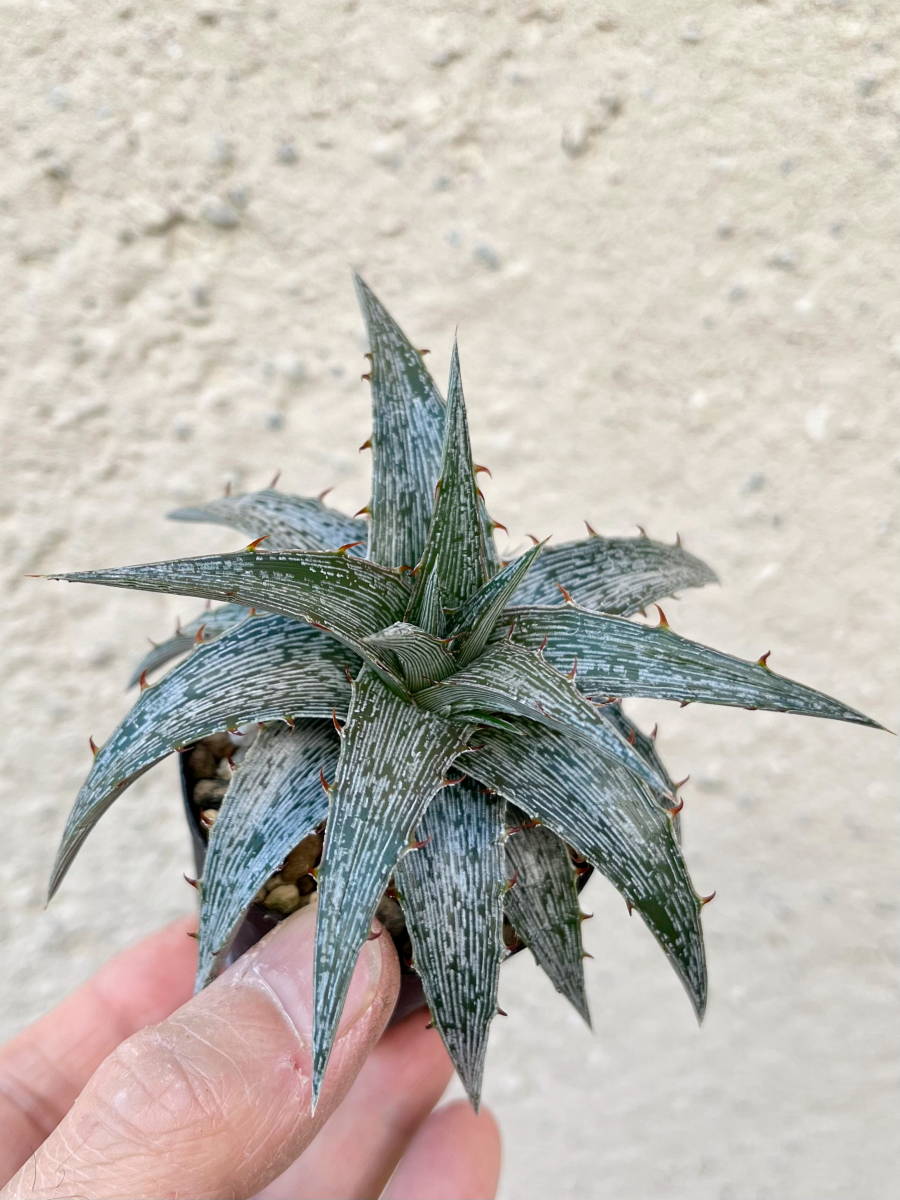 Dyckia macedoi ディッキア　マセドイ　ブロメリア　bromeplants_画像2