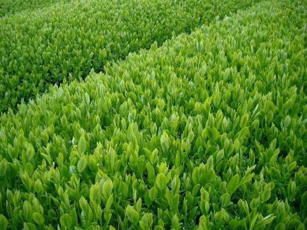 送料無料　深蒸し茶　2022年産新茶 静岡県産 １００ｇ×5袋　深むし茶　カテキン　緑茶 Green tea 人気５種セット　父の日_画像2