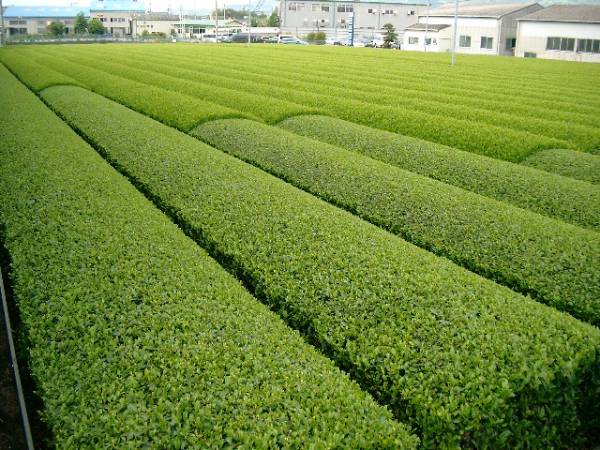 送料無料 2022年産 新茶(品種つゆひかり　かぶせ茶）粉茶 静岡県産 ２００g×３袋/静岡産/カテキン 深蒸し茶　緑茶　 Green tea _画像2