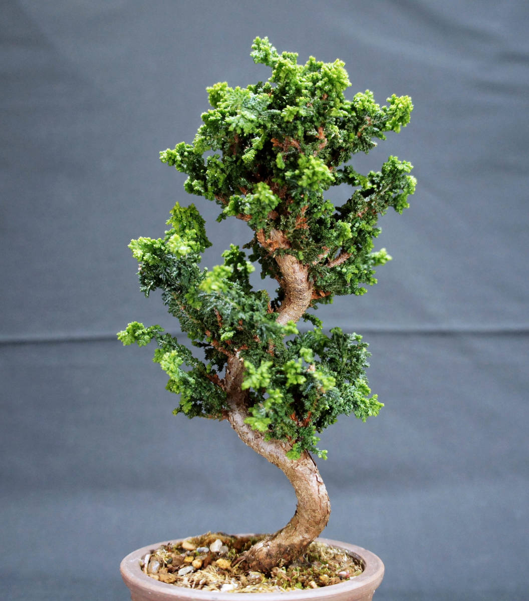  stone .. bonsai depth 10cm width 10.5cm height 23cm