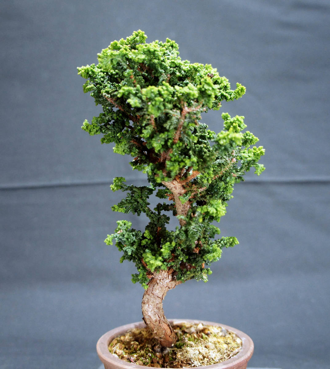  stone .. bonsai depth 10cm width 10.5cm height 23cm