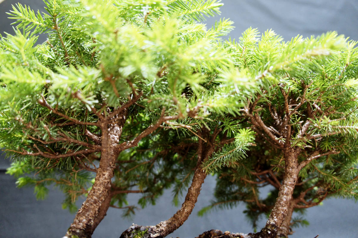 白芽 八房 エゾ松 寄せ植え 盆栽 奥行29cm 横幅48cm 高さ26cm Sucasa Com Ve 白芽 八房 エゾ松 寄せ植え 盆栽 奥行29cm 横幅48cm 高さ26cm Sucasa Com Ve