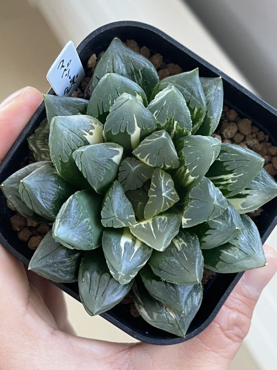 多肉植物 ハオルチア クーペリー錦 極上斑!約8cm苗 オブツーサ 多肉植物 ハオルチア クーペリー錦 極上斑!約8cm苗 オブツーサ