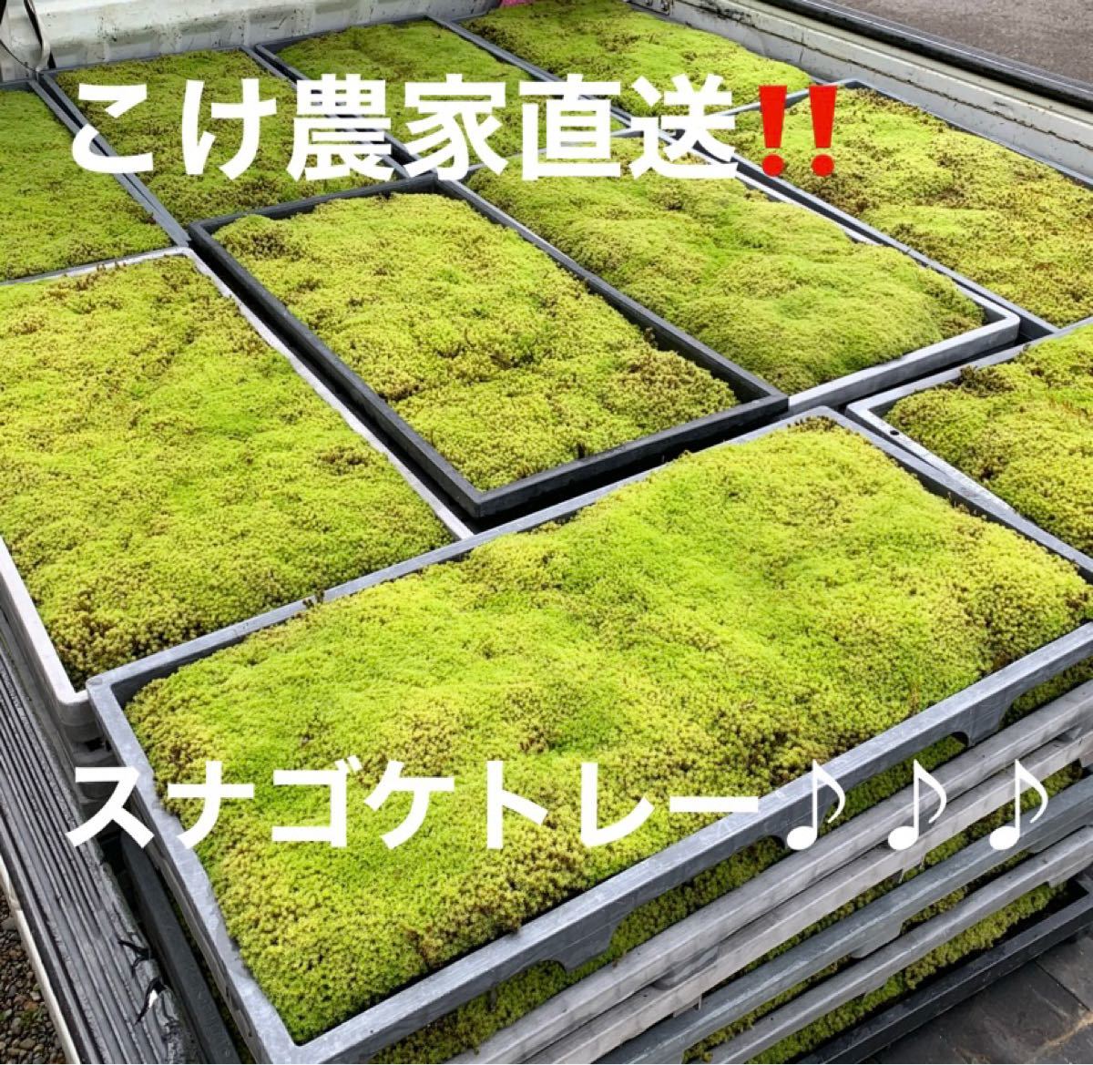 こけ農家直送】品質重視で送料無料♪スナゴケトレー6枚/60cm×30cm入り