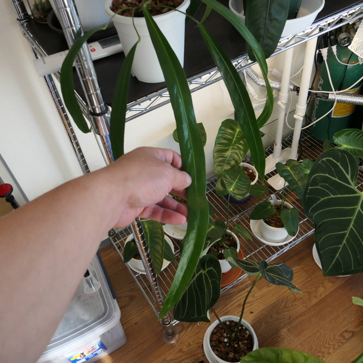 アンスリウム ペンデンス ”Anthurium pendens” アンスリウム ペンデンス ”Anthurium pendens”