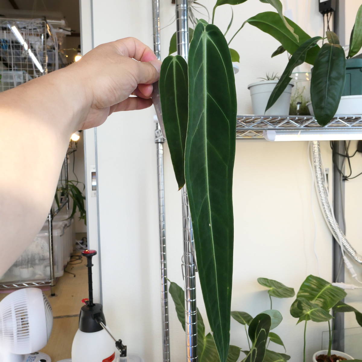 アンスリウム ワロクアーナム Anthurium warocqueanum-