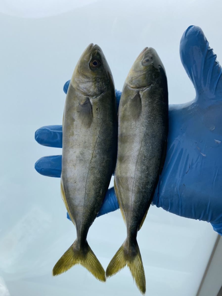 冷凍エサ ワカシ イナダ ブリ ワラサ 出世魚 バラ冷凍 釣り餌 釣りエサ 船釣り 根魚 青物 熱帯魚 大型魚 冷凍餌 売買されたオークション情報 Yahooの商品情報をアーカイブ公開 オークファン Aucfan Com 冷凍エサ ワカシ イナダ ブリ ワラサ 出世魚 バラ冷凍 釣り餌 釣りエサ 船釣り 根魚 青物 熱帯魚 大型魚 冷凍餌 売買されたオークション情報 Yahooの商品情報をアーカイブ公開 オークファン Aucfan Com