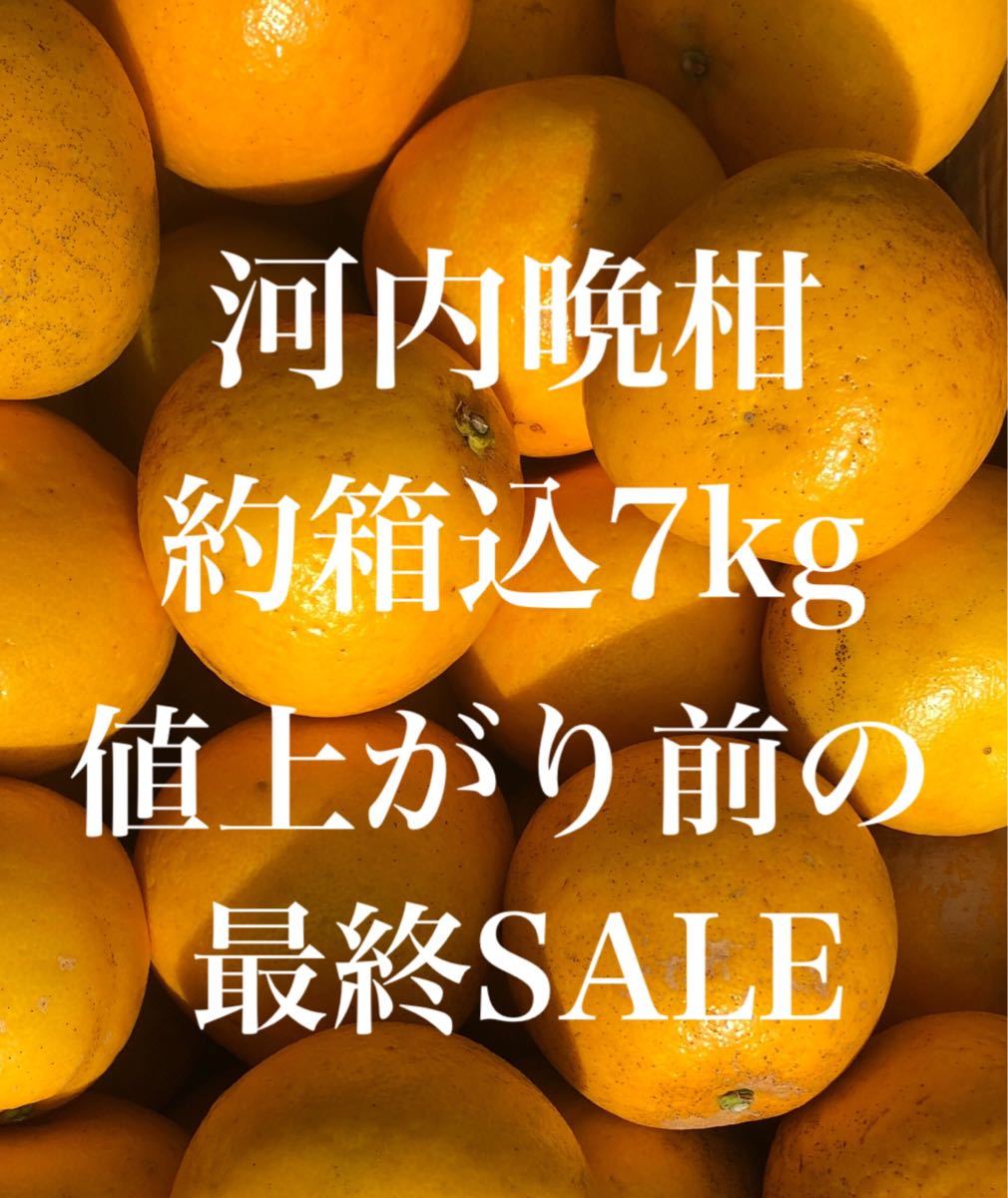 愛媛県産 みかん 家庭用 河内晩柑 箱込約7kg 柑橘 ミカン 果物