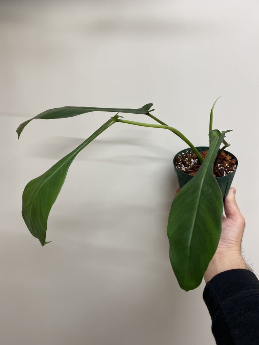 Philodendron joepii◎フィロデンドロン・ジョエピー(ジョーピー