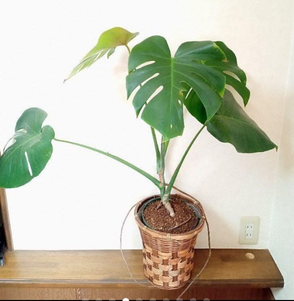 根上がり幹上がりモンステラデリシオーサMonstera deliciosa