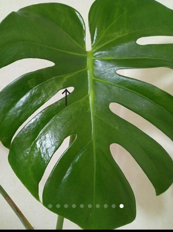 幹上がり根上がりモンステラ デリシオーサMonstera deliciosa