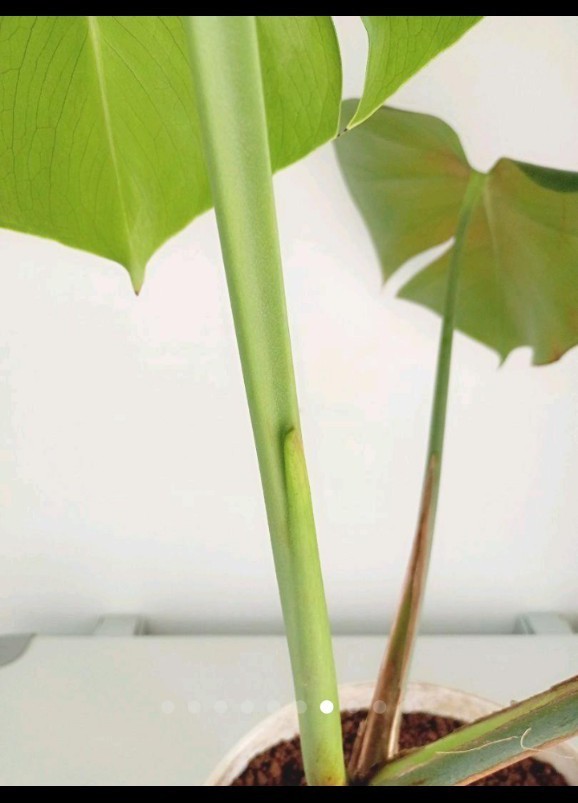 幹上がり根上がりモンステラ デリシオーサMonstera deliciosa