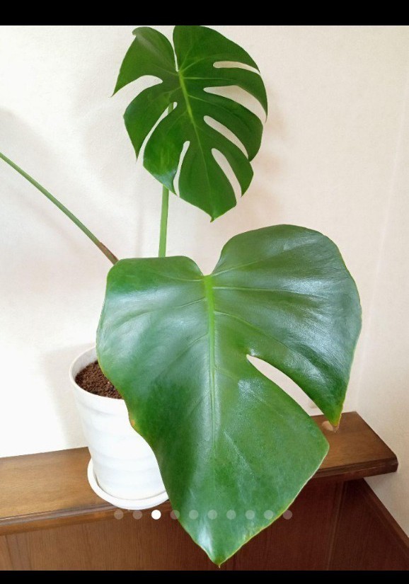 幹上がり根上がりモンステラ デリシオーサMonstera deliciosa