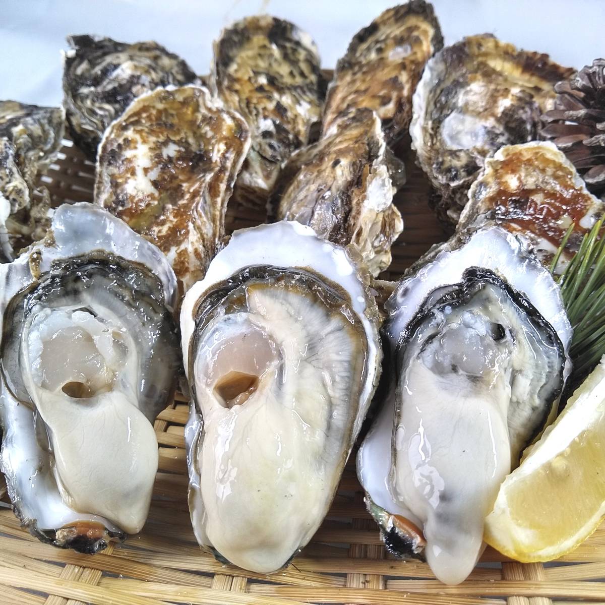 【本当の旬5．6月到来】生食用 殻付き 牡蠣 ２ｋｇ（14~35粒）【一部条件付き要説明確認】牡蠣 殻付き 牡蛎 カキ 加熱出荷時は増量で３ｋｇ_画像1