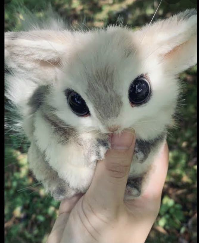 相互評価 高評価 可愛い動物画像 1円 チンチラシルバー 画像データ 売買されたオークション情報 Yahooの商品情報をアーカイブ公開 オークファン Aucfan Com 相互評価 高評価 可愛い動物画像 1円 チンチラシルバー 画像データ 売買されたオークション情報 Yahooの商品情報をアーカイブ公開 オークファン Aucfan Com