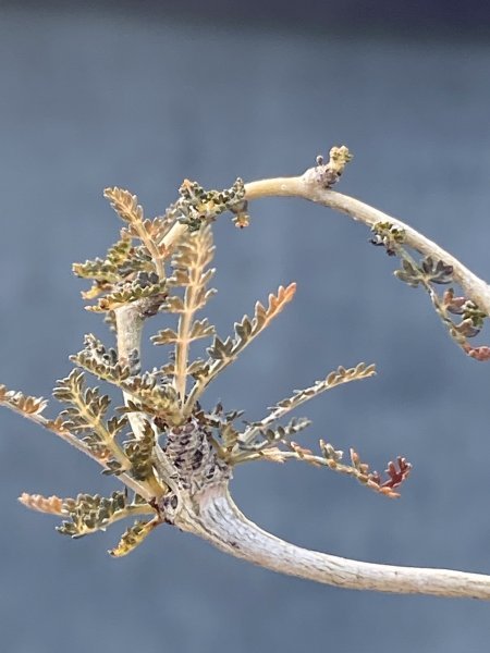 ◎希少種 Boswellia socotrana ボスウェリア・ソコトラナ 輸入後 ◎希少種 Boswellia socotrana ボスウェリア・ソコトラナ 輸入後