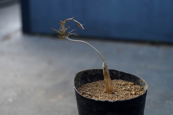 ◎希少種 Boswellia socotrana ボスウェリア・ソコトラナ 輸入後 ◎希少種 Boswellia socotrana ボスウェリア・ソコトラナ 輸入後