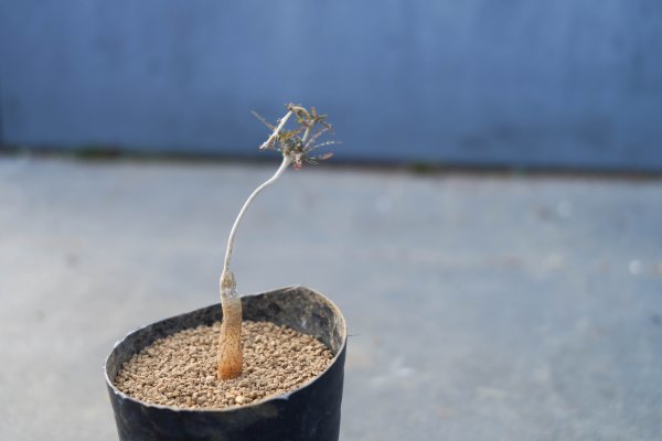 ◎希少種 Boswellia socotrana ボスウェリア・ソコトラナ 輸入後 ◎希少種 Boswellia socotrana ボスウェリア・ソコトラナ 輸入後