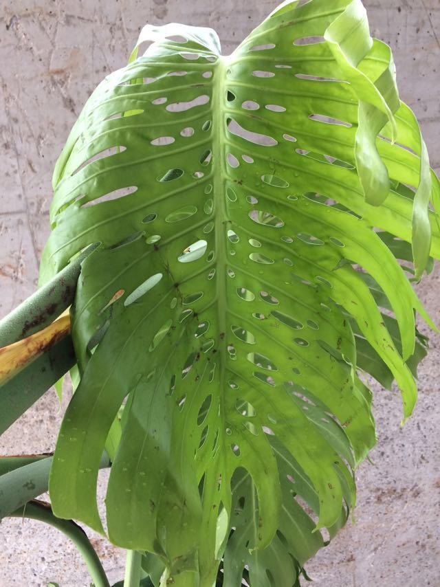 モンステラ デリシオーサ マクロコズム - 植物/観葉植物