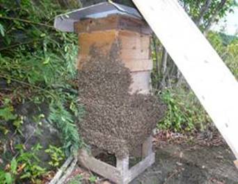 10月蜜（完熟2年物1本） 日本蜜蜂の百花蜜 　蜜が綺麗は新品巣箱で採取です。理論を絶対とし案と理を追求する　　日本みつばち徳島塾_画像10