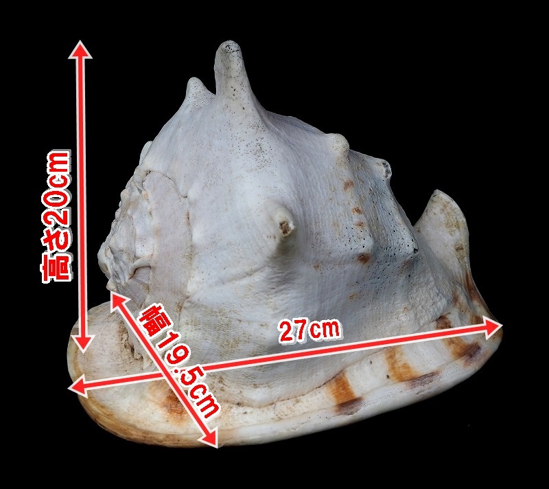 大型貝殻　トウカムリ貝　アクアリウム　千年貝 天然貝 大きい貝 置き物　巻き貝　_画像2