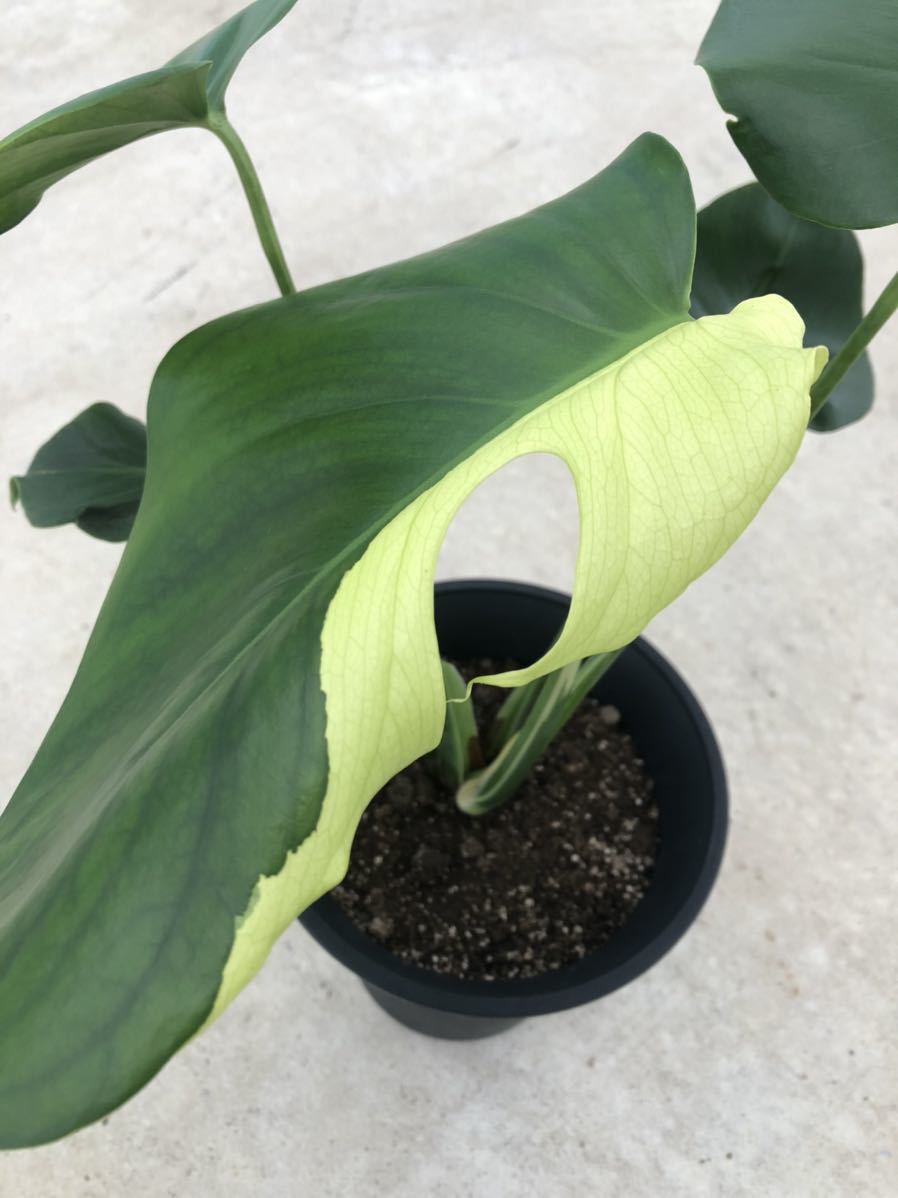 モンステラ デリシオーサ実生株 斑入り/Monstera deliciosa variegata