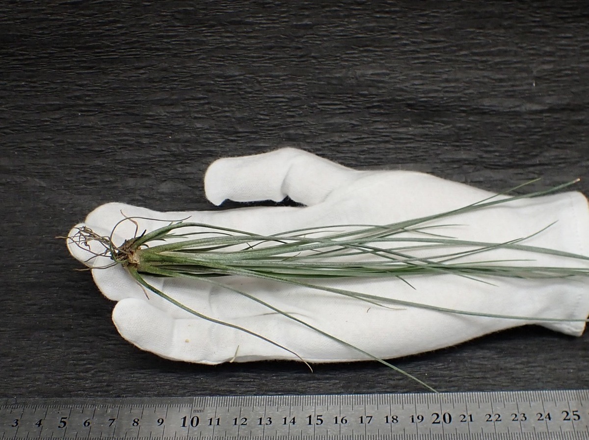 Tillandsia chaetophylla チランジア・カエトフィラ★エアプランツTI★第四種送料無料★税別1円～!!_画像1