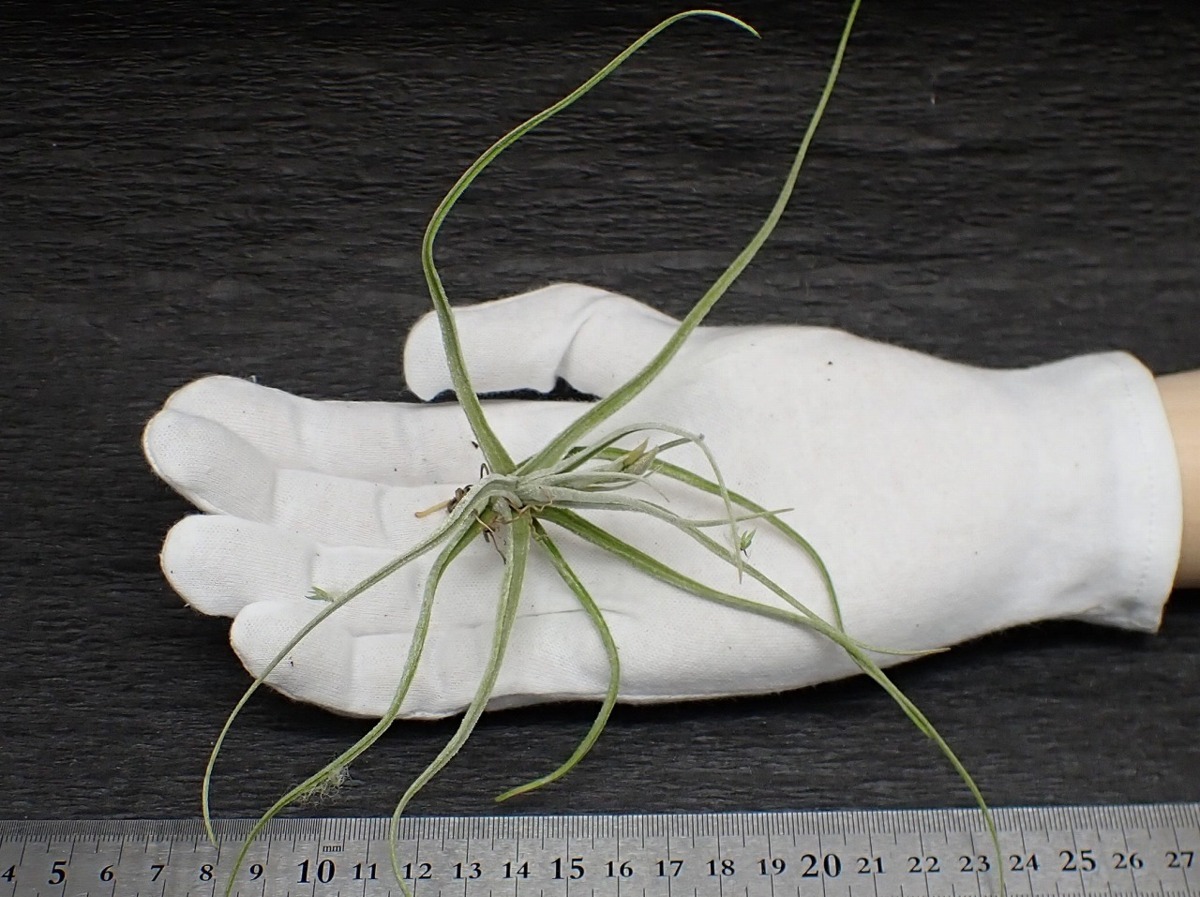 Tillandsia lepidosepala チランジア・レピドセパラ●エアプランツ★第四種送料無料★税別1円～!!_画像1