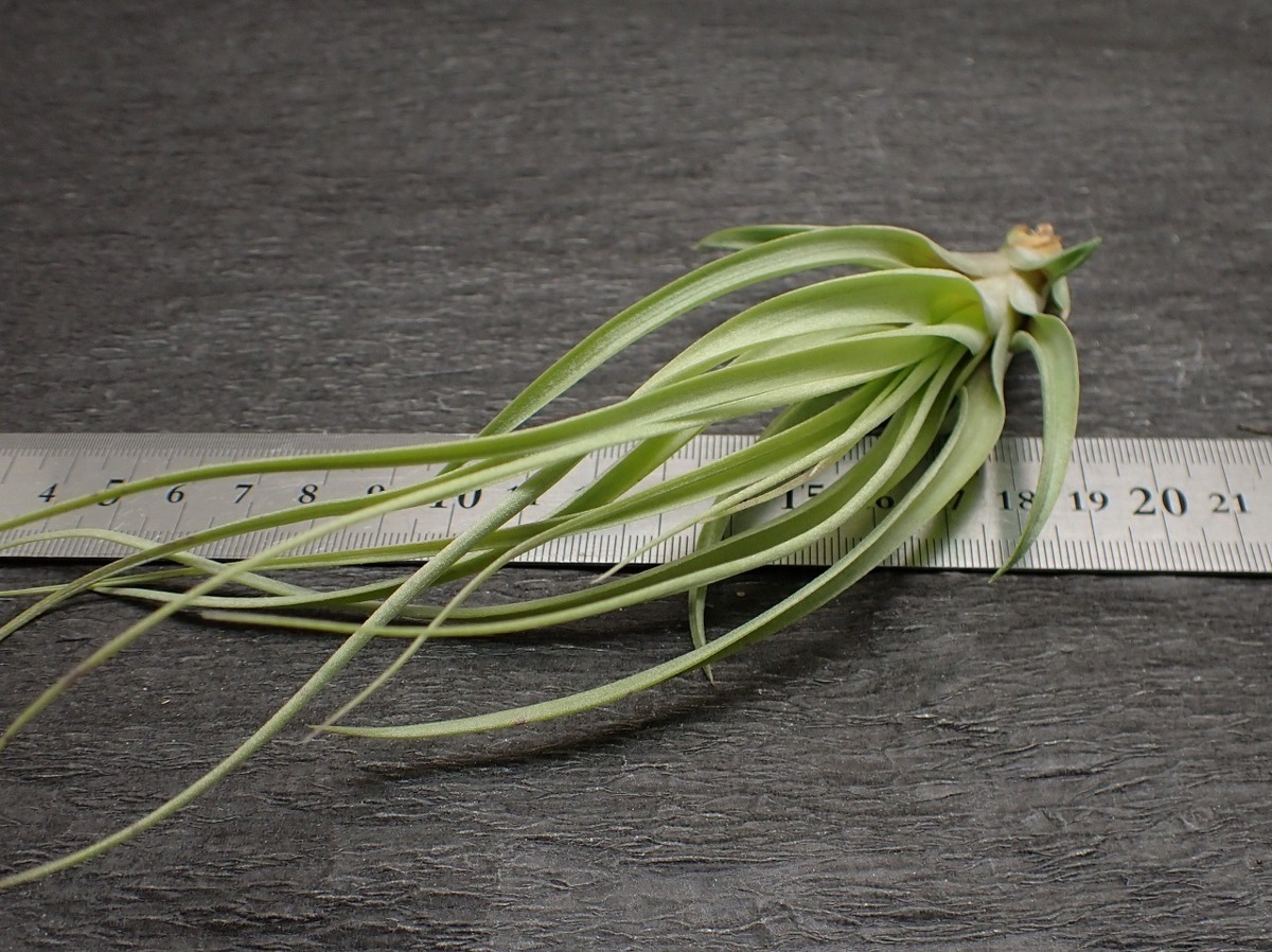 Tillandsia 'Heather's Blush' チランジア ヘザーズブラッシュ●エアプランツ★第四種送料無料★税別1円～!!_画像3