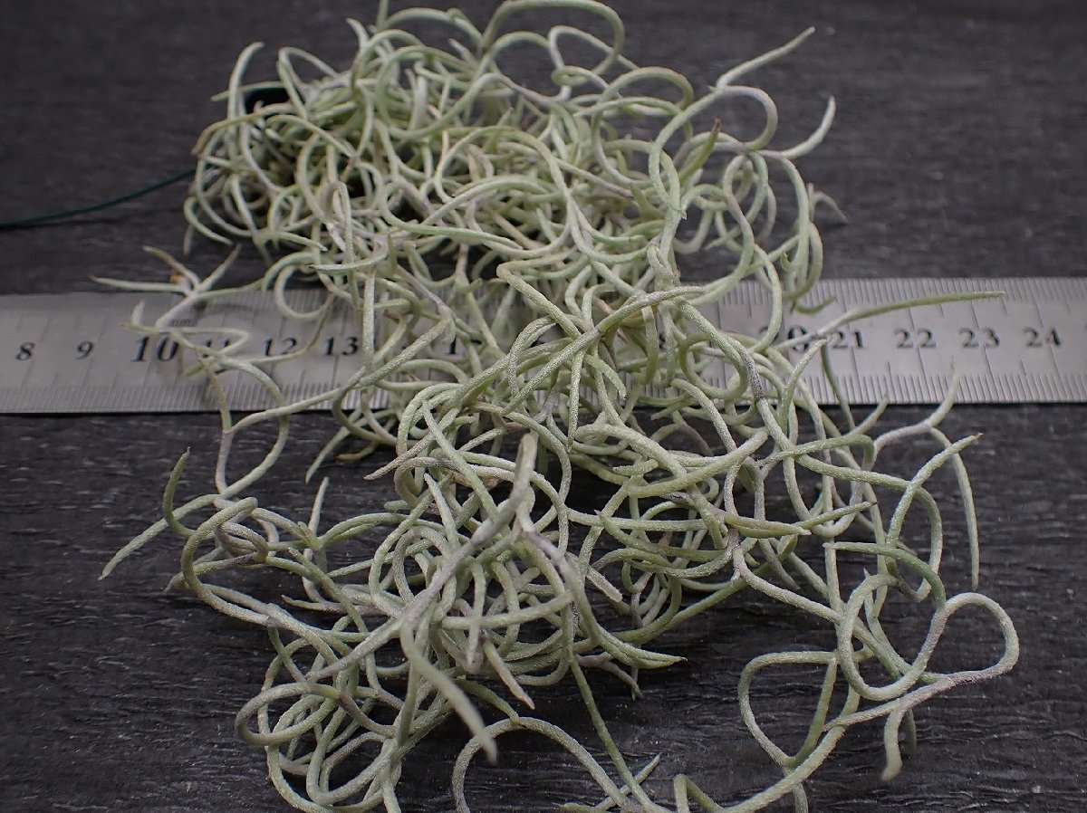 Tillandsia usneoides 'Curly' チランジア・ウスネオイデス カーリー■エアプランツ★第四種送料無料★税別1円～!!_画像3