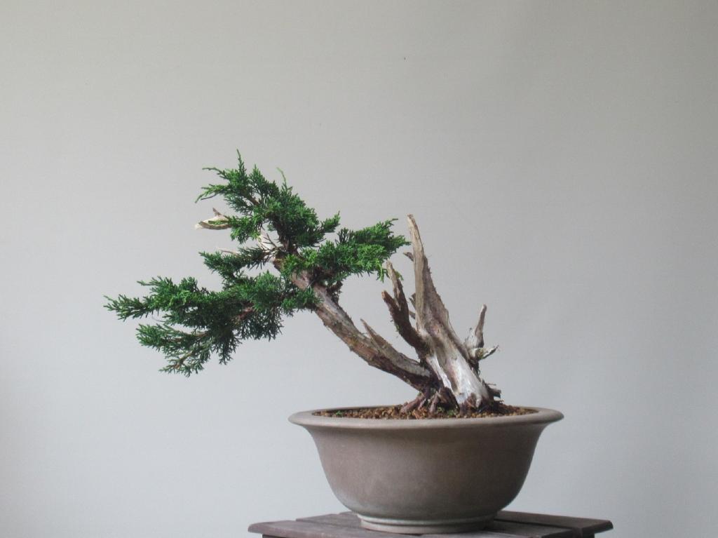割引購入 【紀州真柏 吹き流し盆栽】~⭕本日特売品‼️ 植物/観葉植物