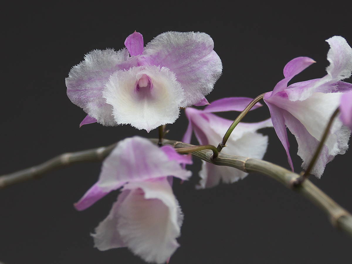 洋蘭 原種 デンドロ Dendrobium (Den.) aphyllum (pierardii) 'Shining Fuji'　デンドロビウム_花見本 同じ花が咲きます。