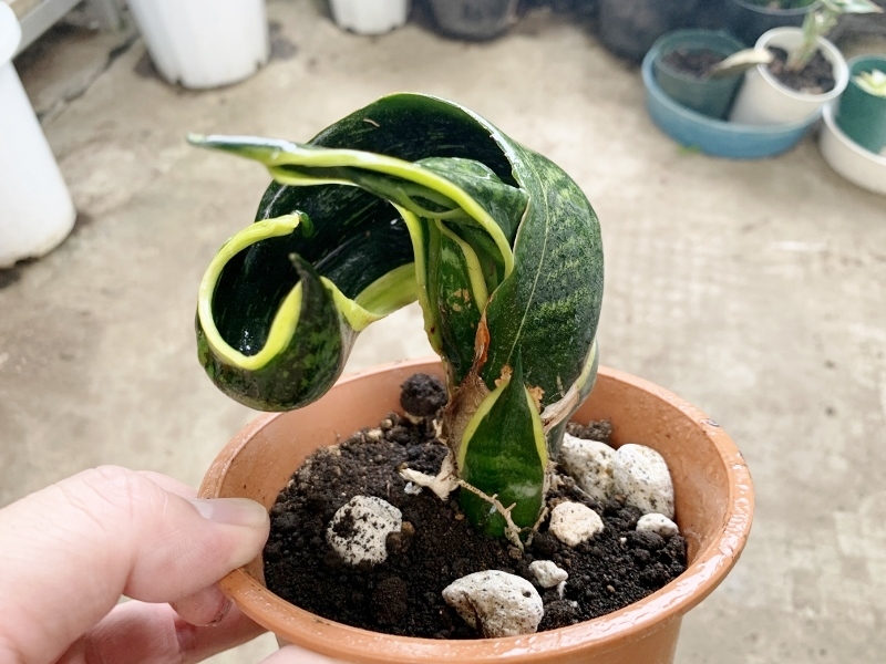 Yahoo!オークション - サンスベリア・バードビーク Sansevieria Yahoo!オークション - サンスベリア・バードビーク Sansevieria