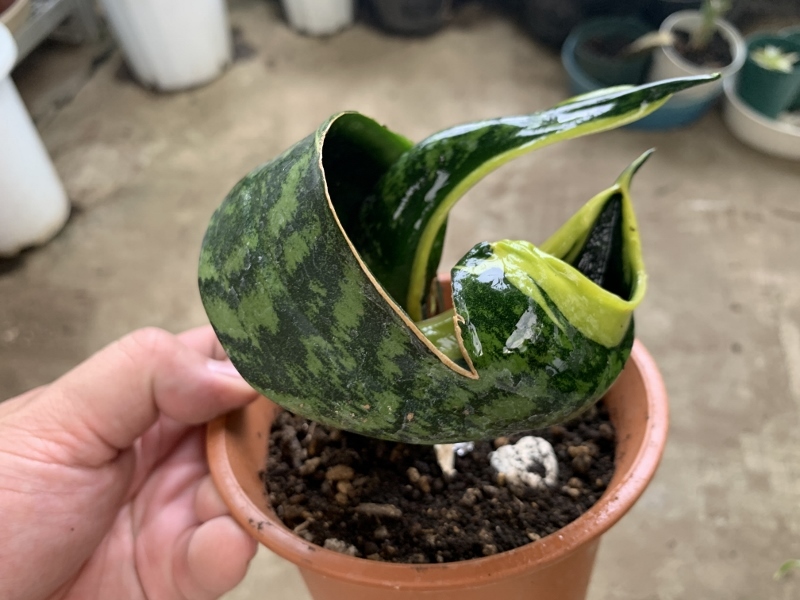 Yahoo!オークション - サンスベリア・バードビーク Sansevieria Yahoo!オークション - サンスベリア・バードビーク Sansevieria