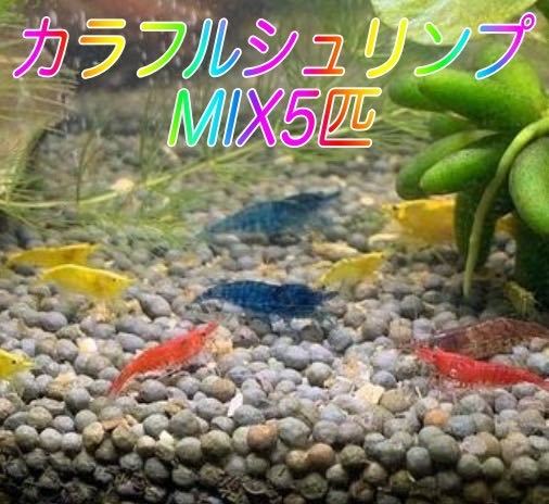 ■５匹 カラフルシュリンプ MIX ■ ヌマエビ カラー アクアリウム シュリンプ メダカ 赤 金魚 チェリー メダカ ミナミヌマエビ 生体　_画像1