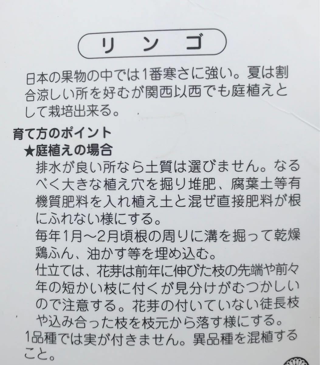 ジョナゴールド 林檎 接木苗木_画像2