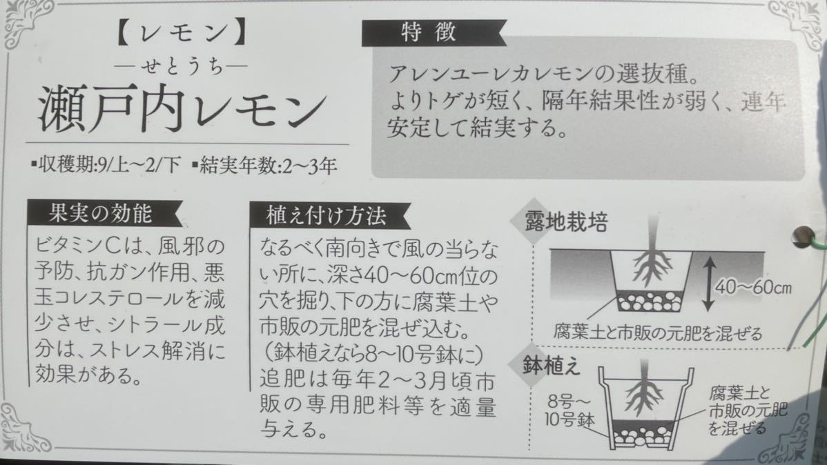 瀬戸内れもん 檸檬苗木 | www.qmsbrasil.com.br