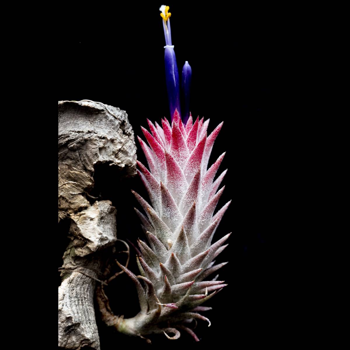 Yahoo!オークション - Tillandsia ionantha var. vanhyningii Yahoo!オークション - Tillandsia ionantha var. vanhyningii